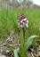 Orchis pourpre [Orchis purpurea]