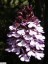 Orchis pourpre [Orchis purpurea]