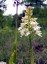 Orchis pourpre albinos [Orchis purpurea albinos]