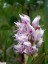 Orchis singe [Orchis simia]