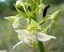 Platanthre  feuilles vertes [Platanthera chlorantha]