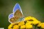 Azur� bleu c�leste [Lysandra bellargus]