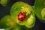 Coccinelle � 4 points [Harmonia quadripunctata]