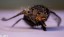 Mouche bleue [Calliphora vicina]