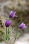 Anmone pulsatille [Pulsatilla vulgaris]