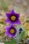 Anmone pulsatille [Pulsatilla vulgaris]