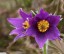 Anmone pulsatille [Pulsatilla vulgaris]