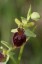 Ophrys araigne [Ophrys sphegodes]