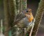 Rougegorge familier juvnile [Erithacus rubecula]