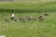 Bernache du Canada [Branta canadensis]