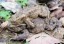 Crapaud commun [Bufo bufo] - amplexus