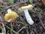 Rusule jaune clair [Russula flava]