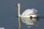 Cygne tubercul [Cygnus olor]