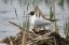 Mouette rieuse adulte en plumage nuptial [Larus ridibundus]