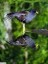 Gallinule poule d'eau [Gallinula chloropus]