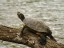 Tortue de Floride  Misery [Trachemys scripta elegans]