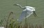 Aigrette garzette [Egretta garzetta]