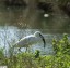 Aigrette garzette [Egretta garzetta]