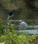 Aigrette garzette [Egretta garzetta]