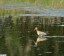 Barge  queue noire [Limosa limosa]