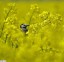 Bergeronnette grise [Motacilla alba]