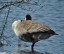 Bernache du Canada [Branta canadensis]