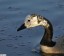 Bernache du Canada [Branta canadensis]