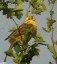 Bruant jaune [Emberiza citrinella]