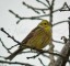 Bruant jaune [Emberiza citrinella]