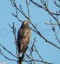 Buse variable [Buteo buteo]