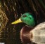 Canard colvert [Anas platyrhynchos]