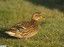 Canard colvert [Anas platyrhynchos] femelle