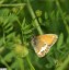 Cphale [Coenonympha arcania]