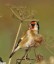 Chardonneret lgant [Carduelis carduelis]