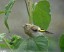 Chardonneret lgant [Carduelis carduelis] juvnile