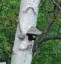 Etourneau sansonnet [Sturnus vulgaris] - un nid bien abrit!