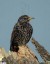 Etourneau sansonnet [Sturnus vulgaris]