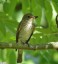 Gobemouche gris [Muscicapa striata]