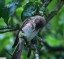 Gobemouche gris [Muscicapa striata]