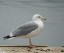 Goland argent [Larus argentatus]