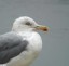 Goland argent [Larus argentatus]