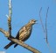 Grive draine [Turdus viscivorus]