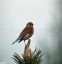 Linotte mlodieuse [Carduelis cannabina]