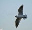 Mouette rieuse [Larus ridibundus]