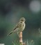 Pipit des arbres [Anthus trivialis]