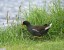 Gallinule poule d'eau [Gallinula chloropus]