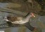 Gallinule poule d'eau [Gallinula chloropus]