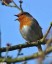 Rougegorge familier [Erithacus rubecula]