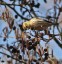 Tarin des aulnes [Carduelis spinus]