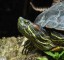 Tortue de Floride [Trachemys scripta elegans]